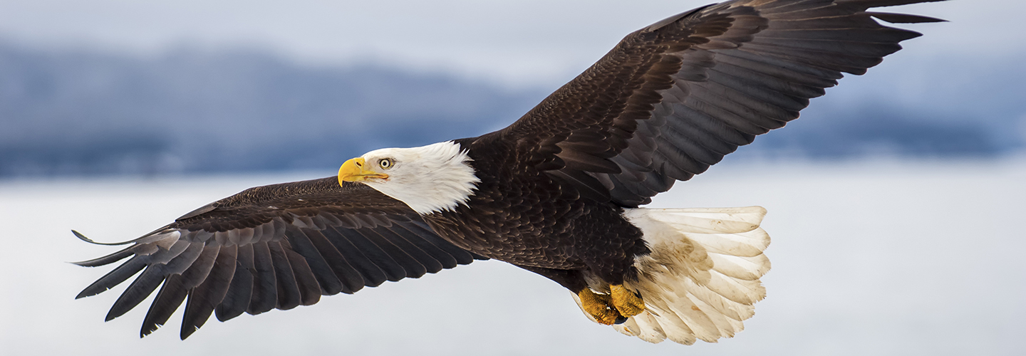 bald eagle interesting facts